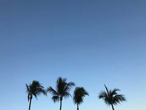 palm tree photo of four palm trees arecaceae